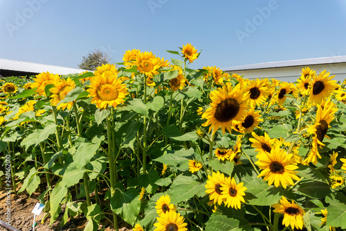 beautiful of Sunflower  Helianthus annuus  in field with blue sky