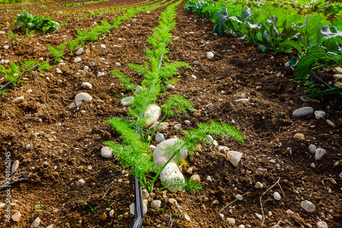 Row of growing fennel bulbs photo