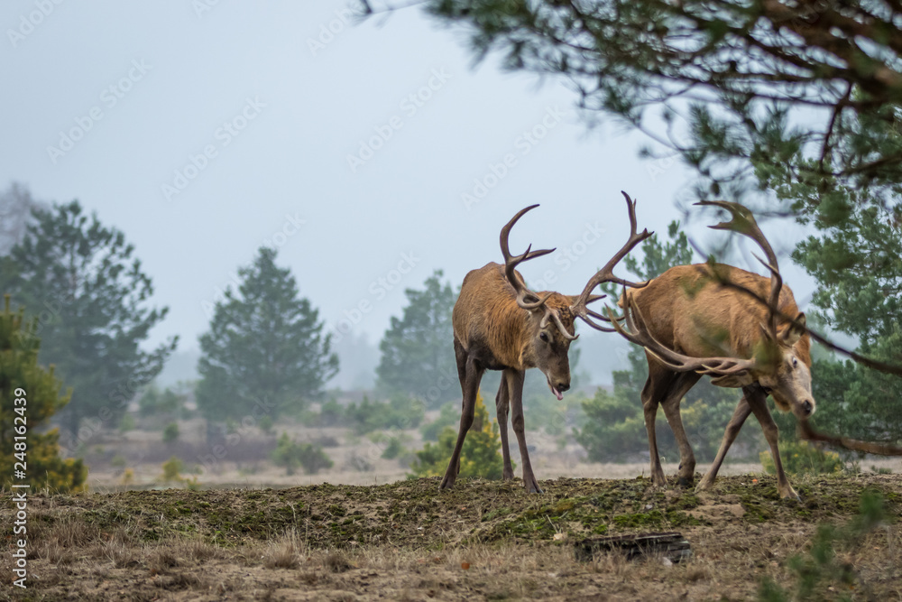 Red deer fighting in the heathland Red deer fighting in the heathland