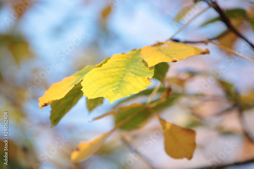 Autumn. Leaves on tree