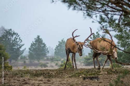 Red deer fighting in the heathland © Marc Scharping