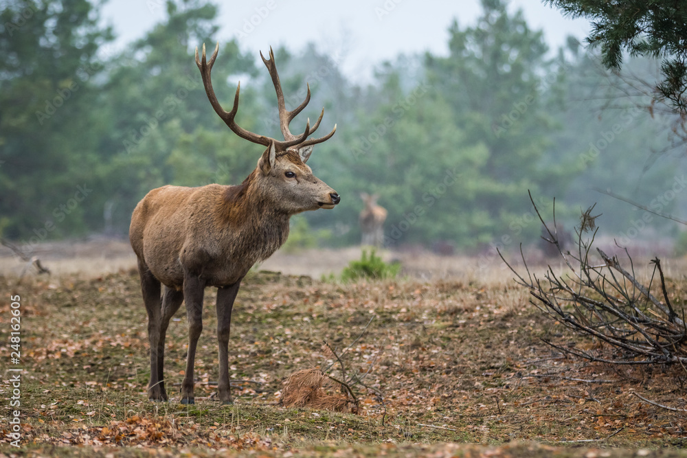 Red deer in the heathland Red deer in the heathland