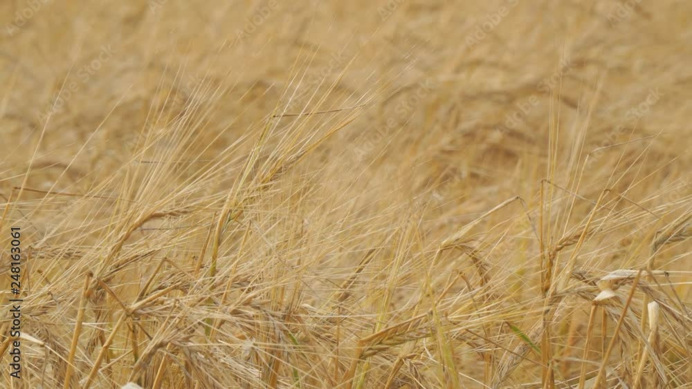 Golden ears of ripe wheat. Selective focus Golden ears of ripe wheat. Selective focus