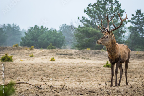 Red deer in the heathland