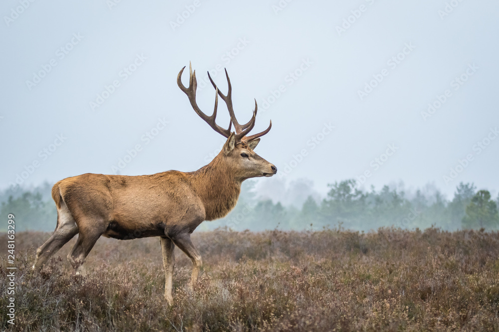 Red deer in the heathland Red deer in the heathland