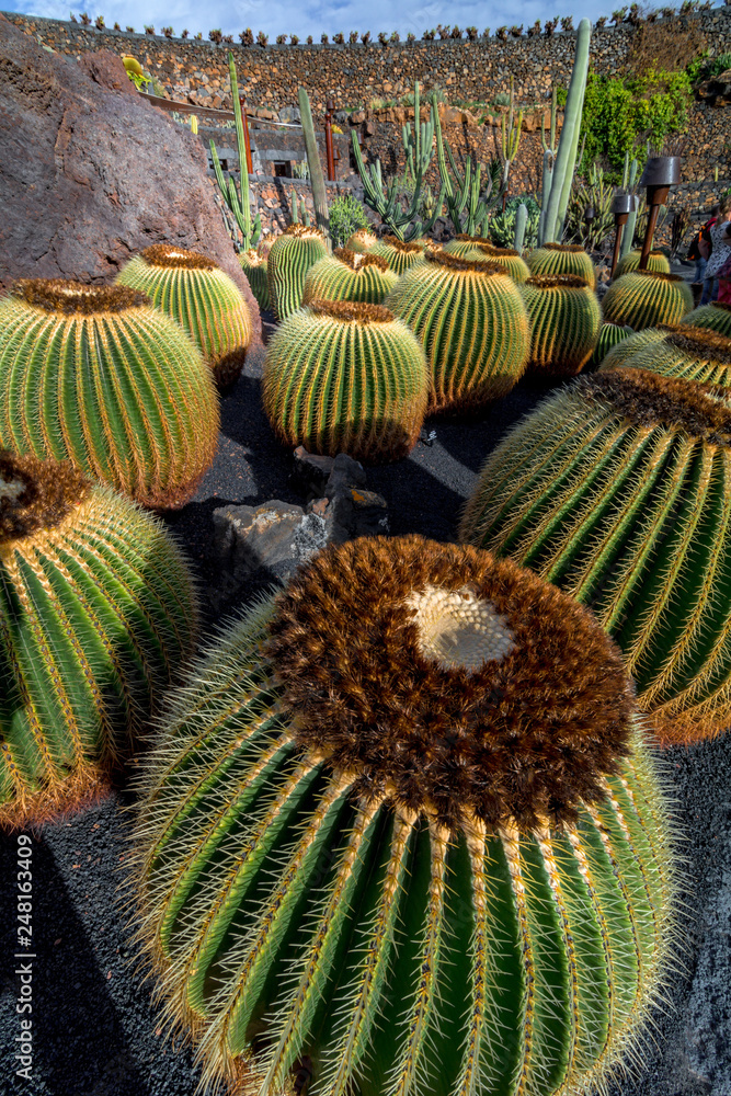 Lanzarote, Spain. Circa February 2019. Tropical cactus garden in Lanzarote created by the architect Cesar Manrique Lanzarote, Spain. Circa February 2019. Tropical cactus garden in Lanzarote created by the architect Cesar Manrique