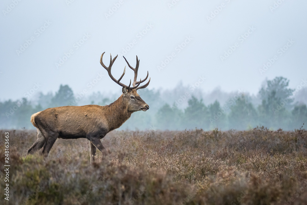 Red deer in the heathland