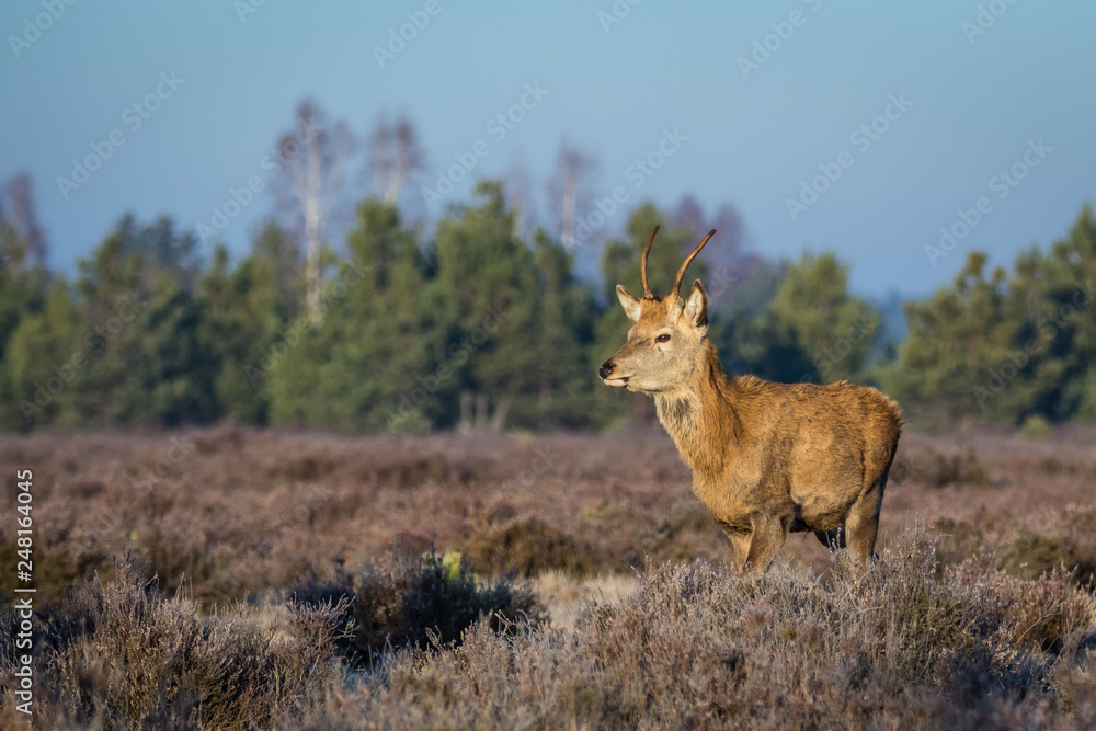 Red deer in the heathland