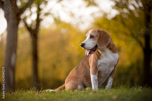 Portrait of a beagle dog © BirgitKorber