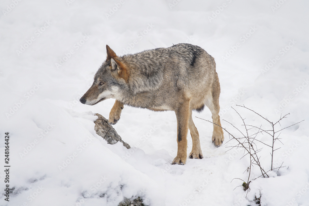 lupi abruzzo 2019 lupi abruzzo 2019