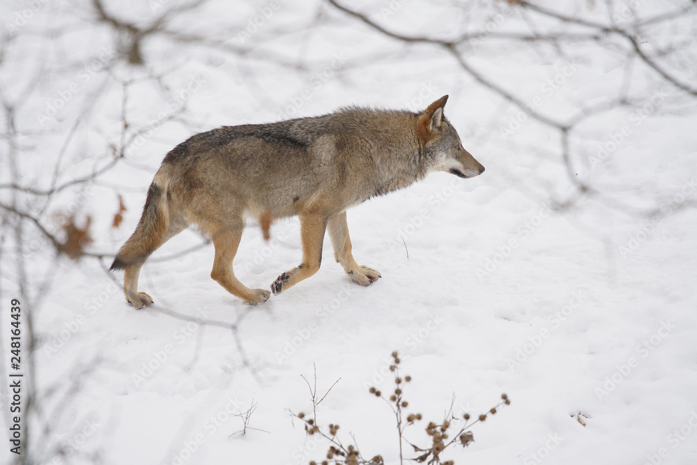 Obraz premium lupi abruzzo 2019