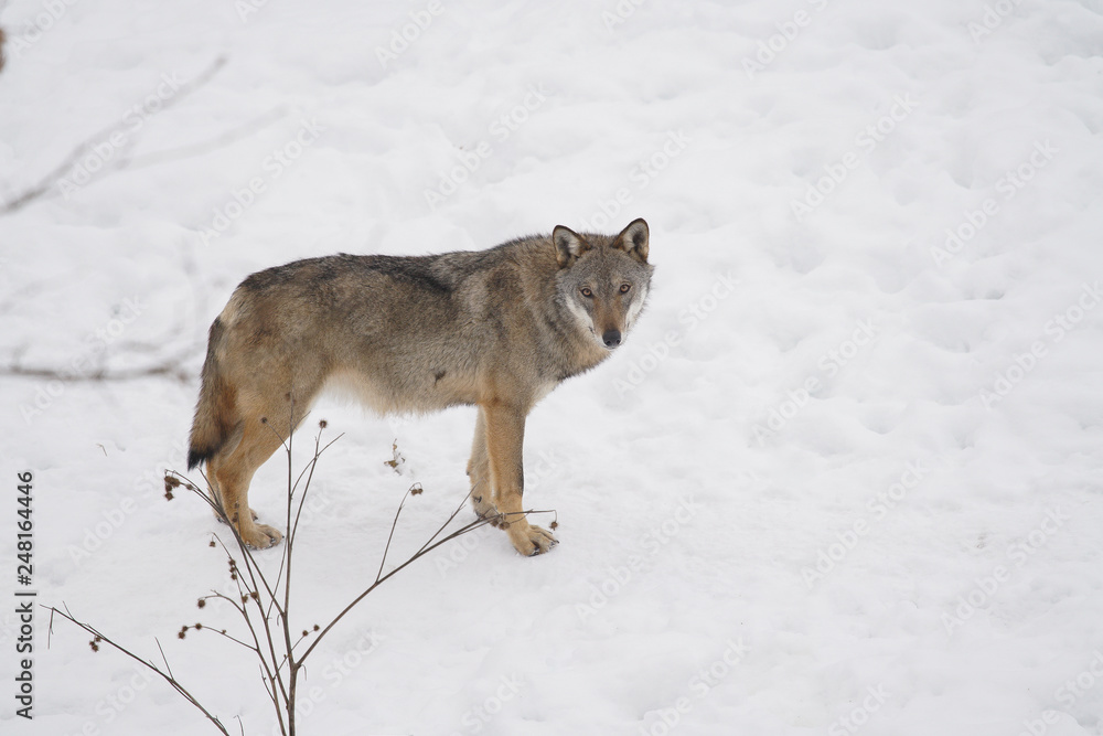 Obraz premium lupi abruzzo 2019