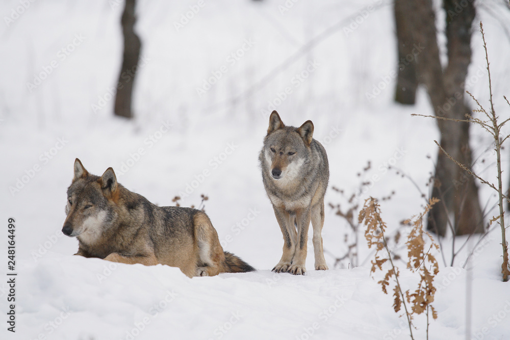 Obraz premium lupi abruzzo 2019