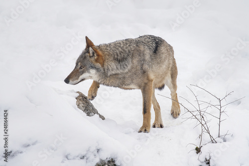 lupi abruzzo 2019