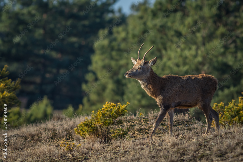 Red deer in the heathland Red deer in the heathland