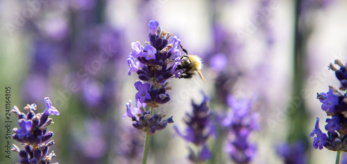Panorama with bee in purple lavender field