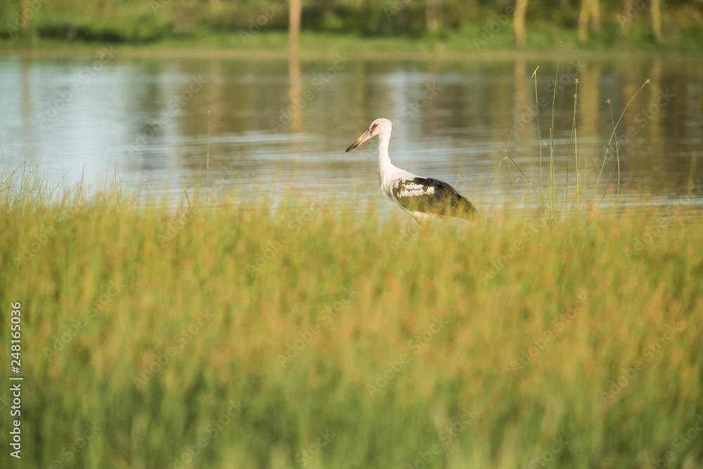 Obraz premium Stork on a lagoon, La Pampa,Argentina