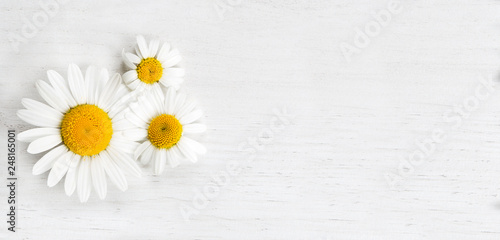 Panorama of marguerites on white background, spring concept