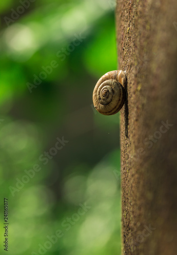 Snail in a green forest