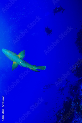 Napoleon fish at the Red Sea, Egypt © Mina Ryad