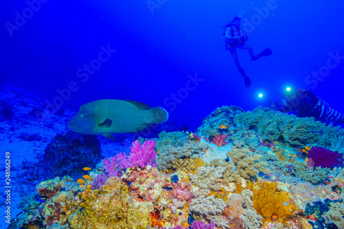 Fototapeta Naklejka Na Ścianę i Meble -  Napoleon fish at the Red Sea, Egypt