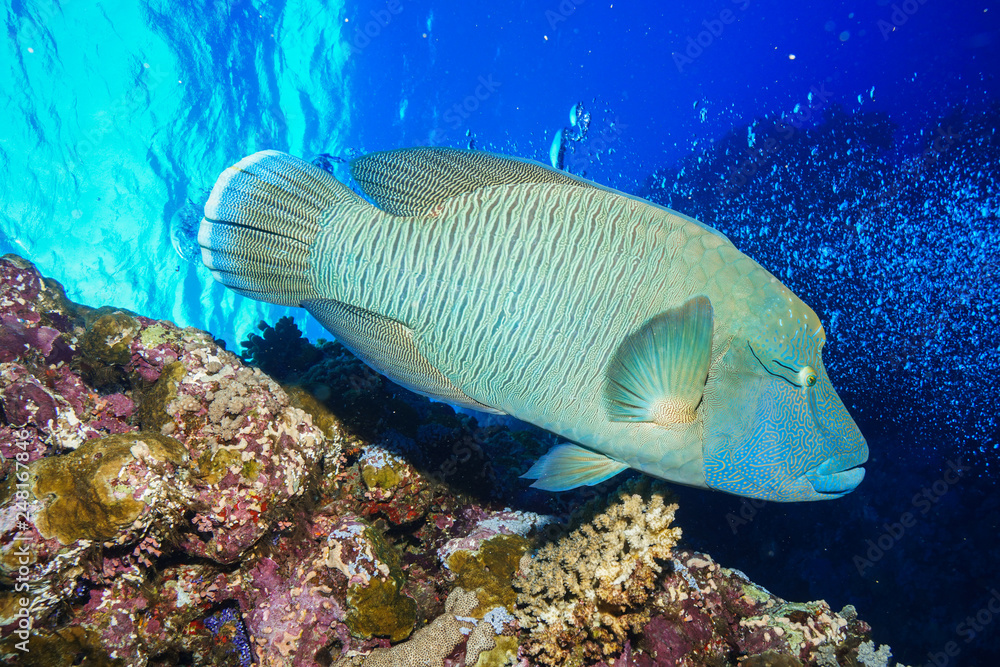 Napoleon fish at the Red Sea, Egypt Napoleon fish at the Red Sea, Egypt