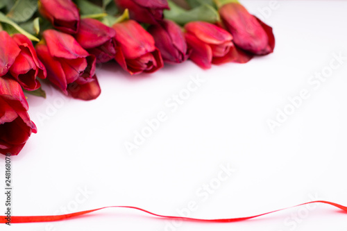  Tulips on a white background with red ribbon, spring