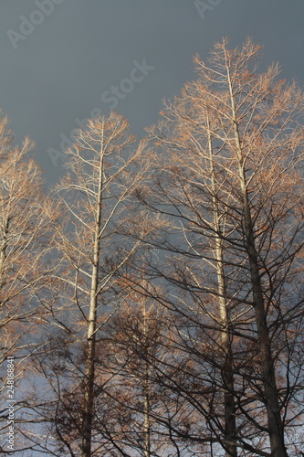冬の樹々