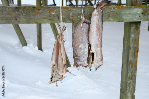 processing of stockfish, cod hanging to dry, Henningsvaer, Lofoten Islands, Norway