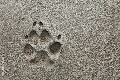 Dog paw footprint on fresh cement photo