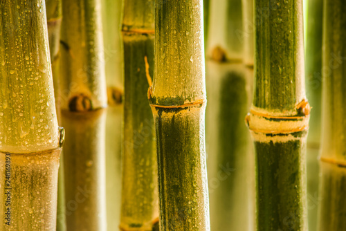 Fototapeta Naklejka Na Ścianę i Meble -  Bamboo in the backyard