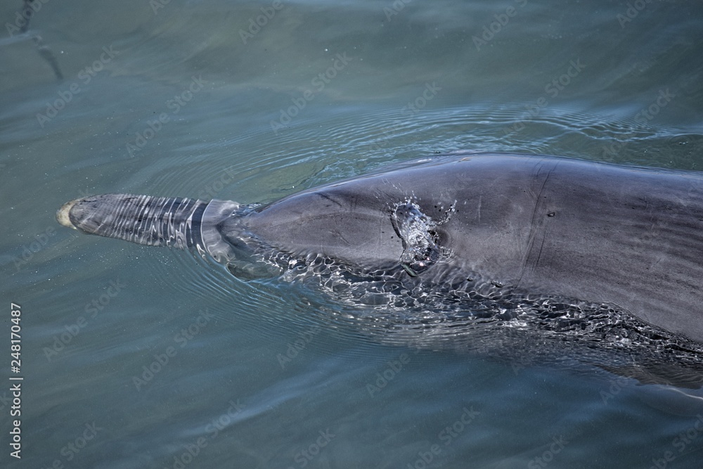 Obraz premium dolphin