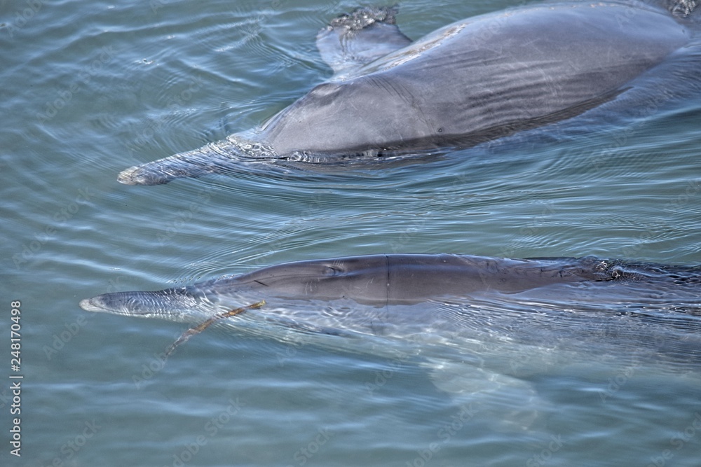Obraz premium dolphin