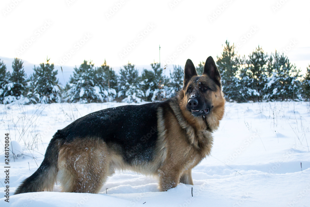 dog and snow