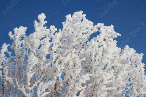 Wallpaper Mural branches of tree on background of blue sky Torontodigital.ca