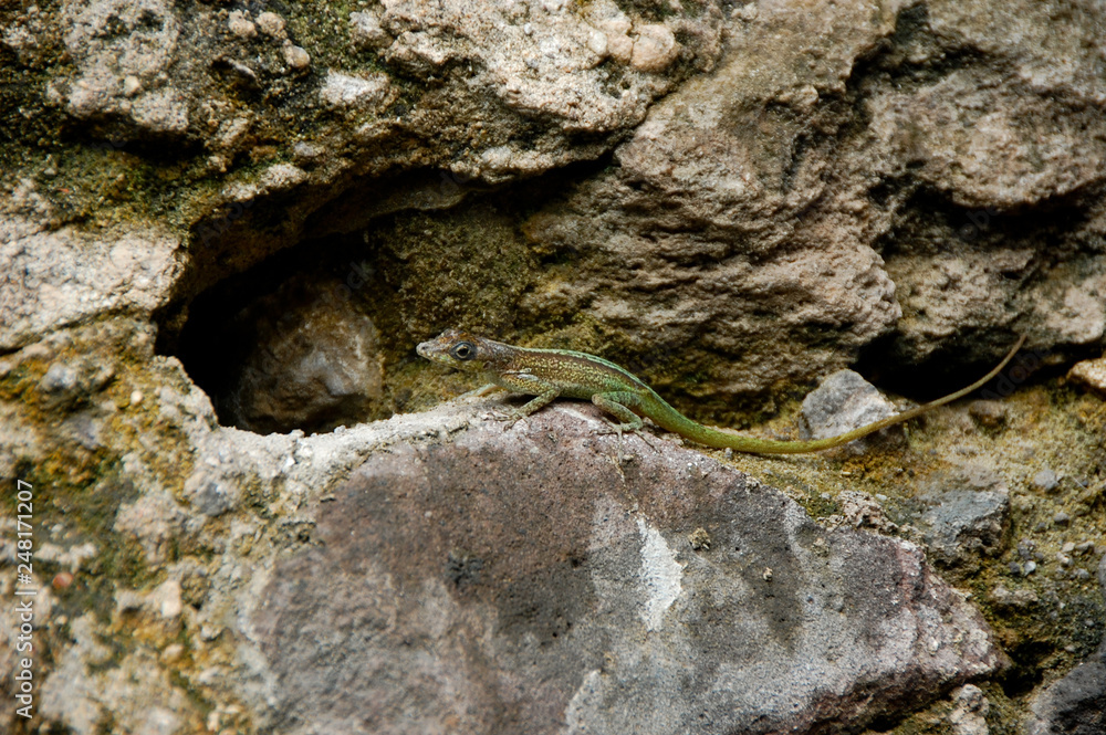 reptile martinique lizard