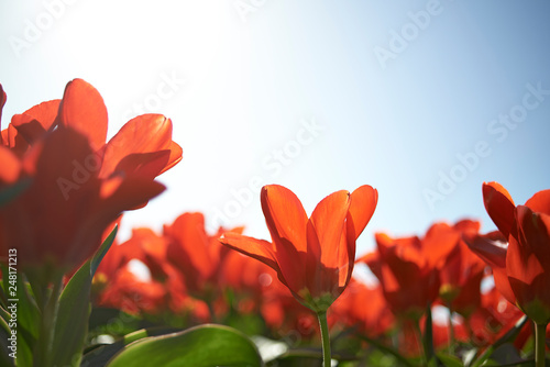 Fields of red tulips in full bloom in spring sunshine