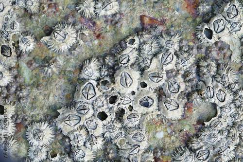 Close Up Shot of Barnacles on a Rock