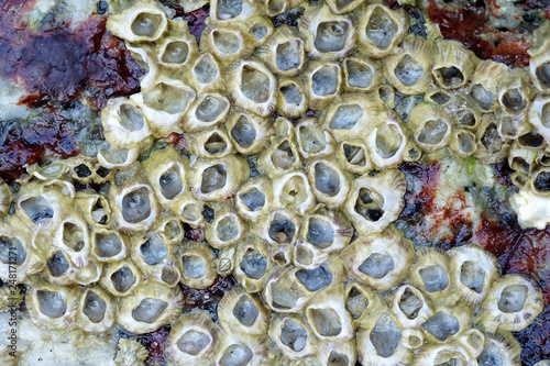 Close Up Shot of Barnacles on a Rock