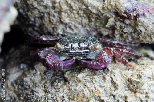 Portrait of a Purple Crab