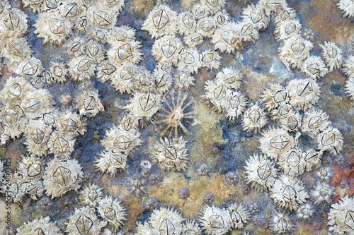 Close Up Shot of Barnacles on a Rock