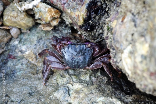 Portrait of a Purple Crab
