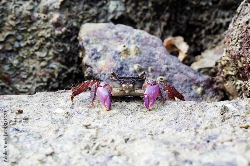 Portrait of a Purple Crab