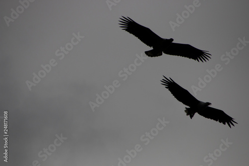 Two Large Birds of Prey © Kendal