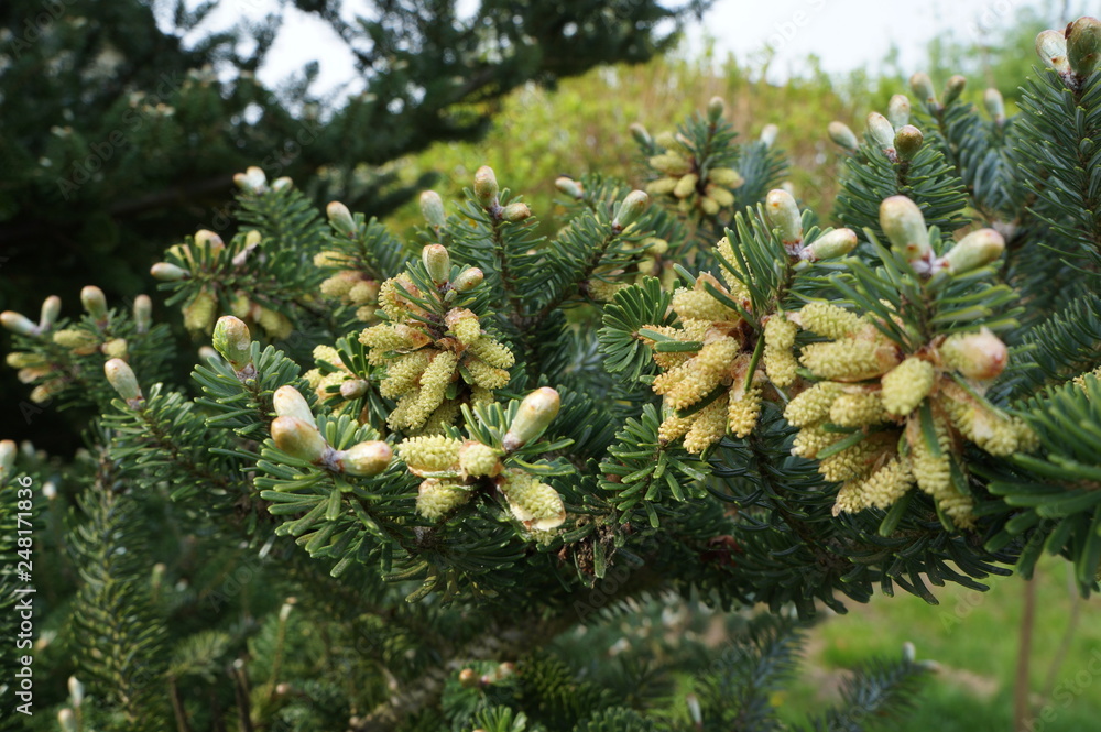 Jodła koreańska (abies coreana) wiosną