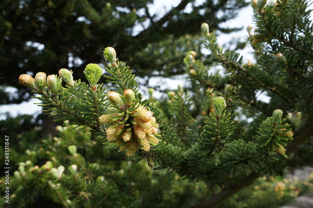 Jodła koreańska (abies coreana) wiosną