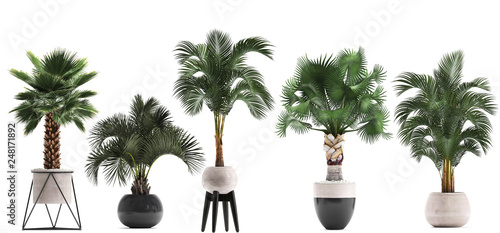 potted palm tree collection on a white background photo