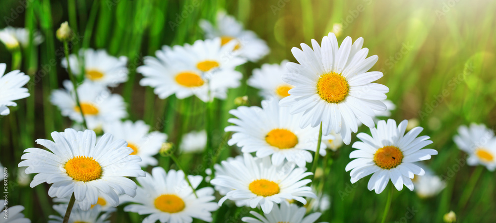 Macro Shot of white daisies in the summer garden. Macro Shot of white daisies in the summer garden.