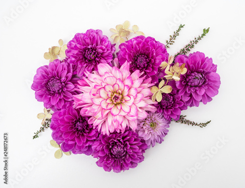 Pink and Purple Dahlia flower flat lay on white background