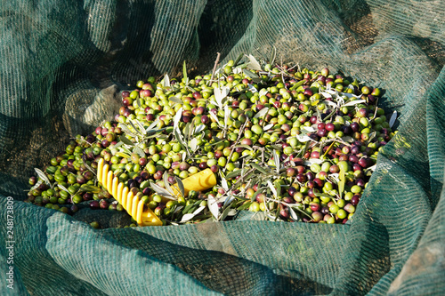 Freshly Picked Olives photo